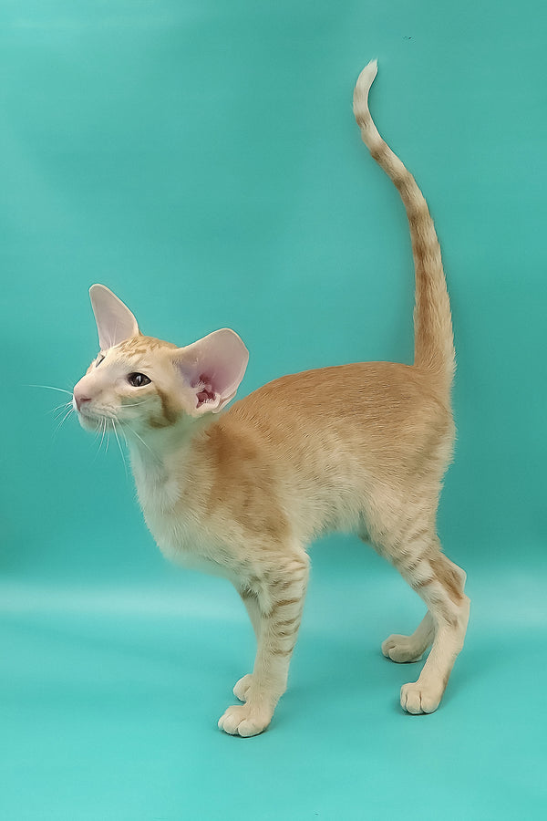 Ximran | Oriental Shorthair Kitten