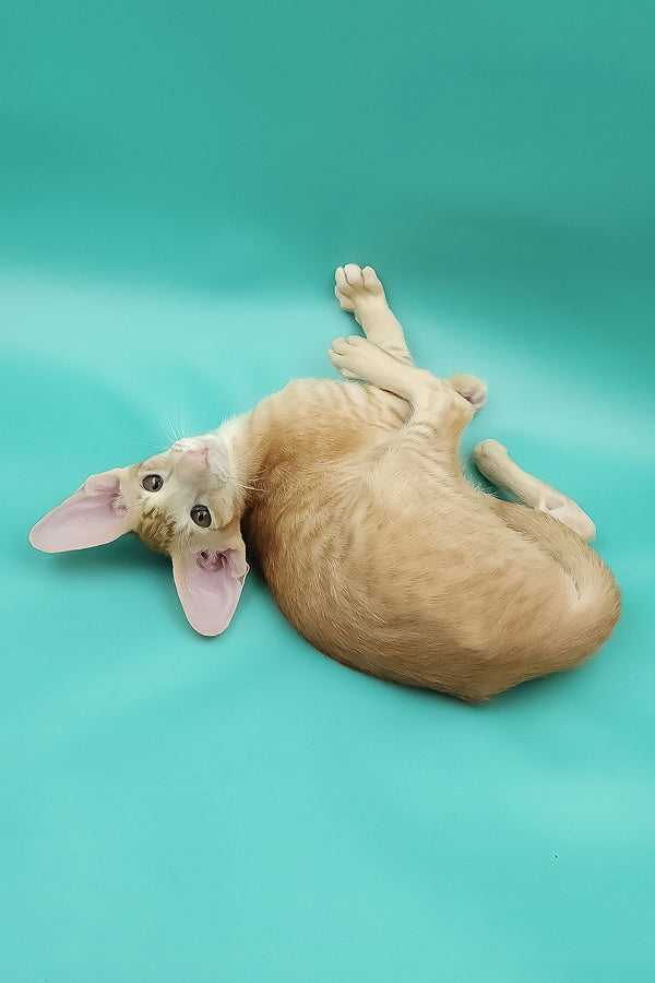 Ximran | Oriental Shorthair Kitten