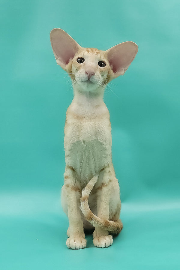 Ximran | Oriental Shorthair Kitten