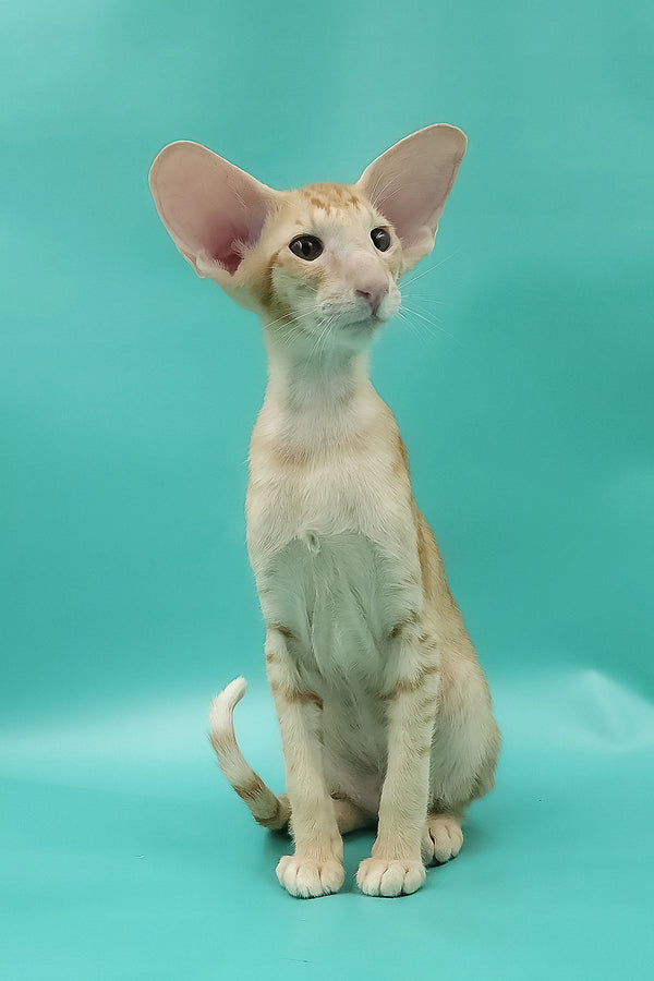 Ximran | Oriental Shorthair Kitten