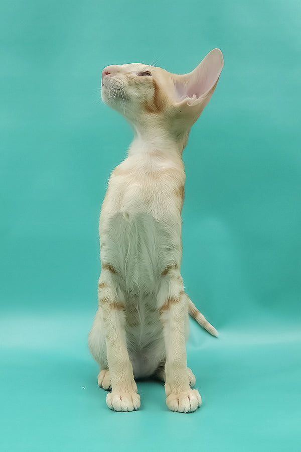 Ximran | Oriental Shorthair Kitten
