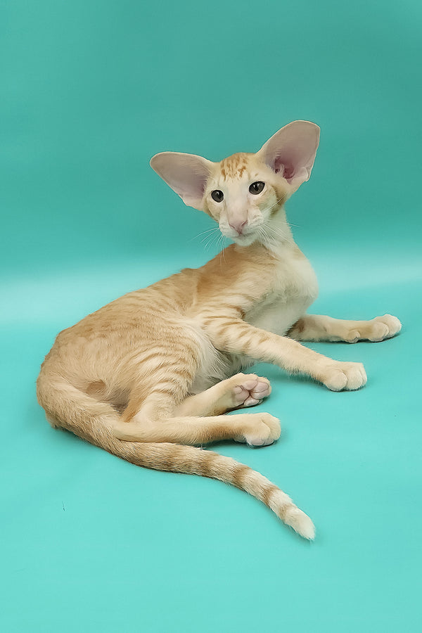 Ximran | Oriental Shorthair Kitten