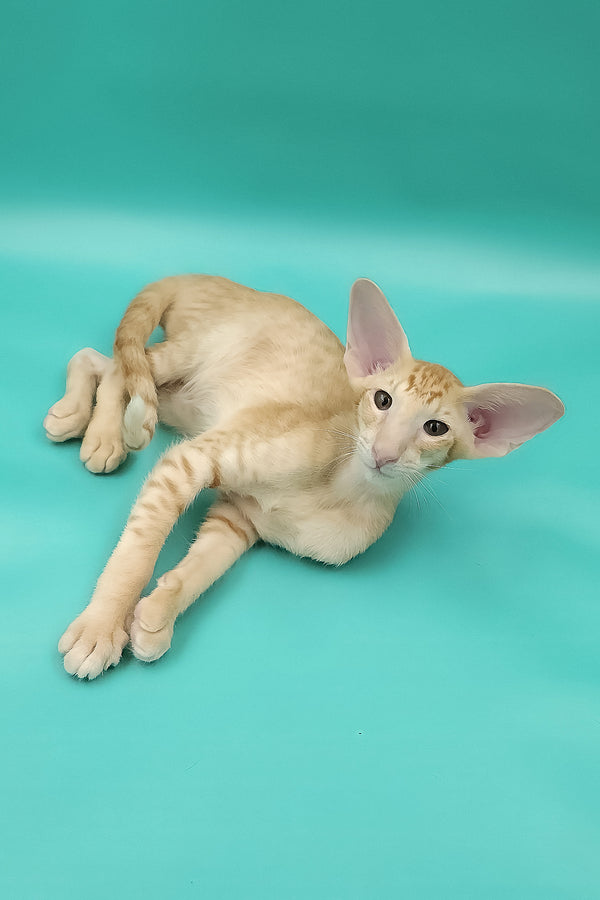 Ximran | Oriental Shorthair Kitten