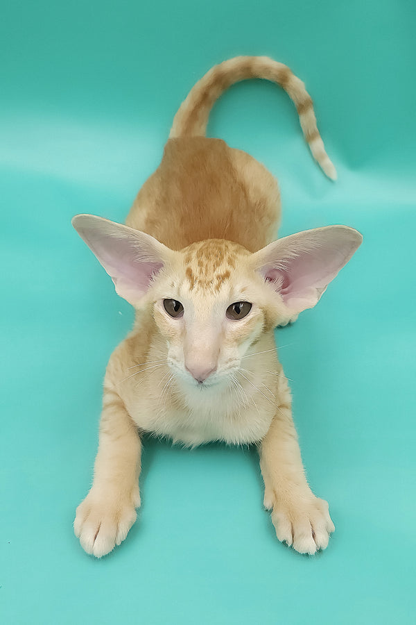 Ximran | Oriental Shorthair Kitten