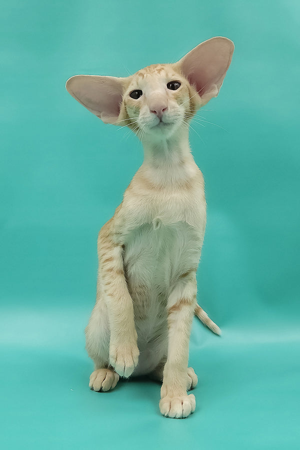Ximran | Oriental Shorthair Kitten