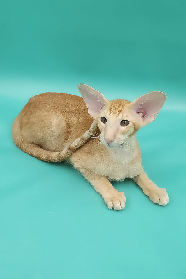 Ximran | Oriental Shorthair Kitten