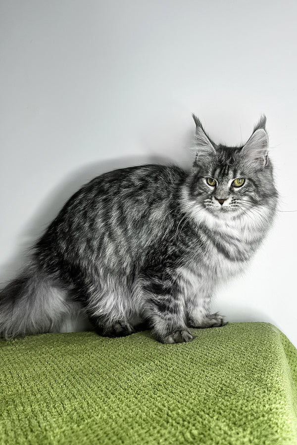 Xiola | Maine Coon Kitten