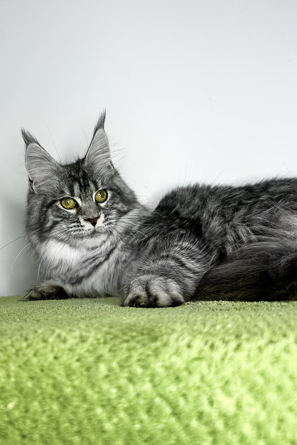 Xiola | Maine Coon Kitten