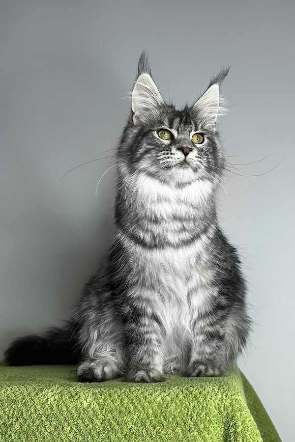 Xiola | Maine Coon Kitten