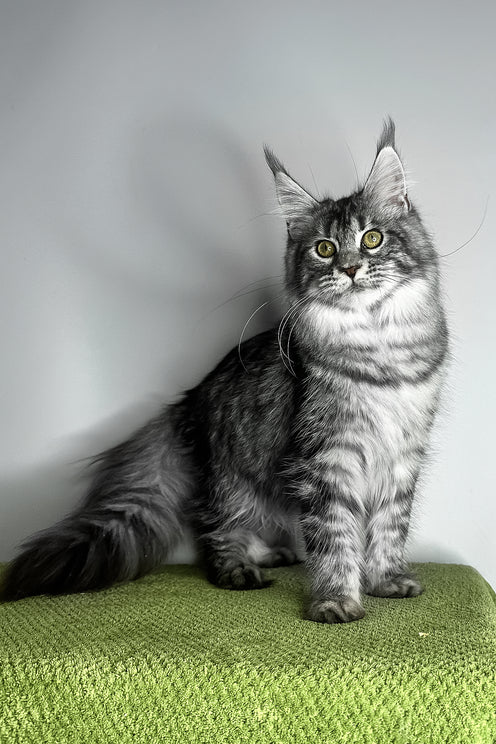 Xiola | Maine Coon Kitten