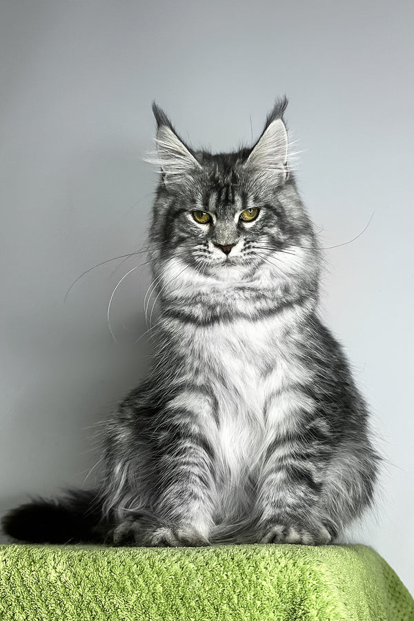 Xiola | Maine Coon Kitten
