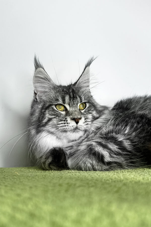 Xiola | Maine Coon Kitten