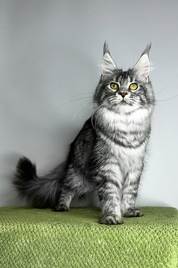 Xiola | Maine Coon Kitten