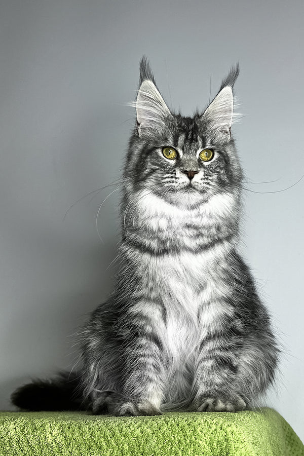 Xiola | Maine Coon Kitten