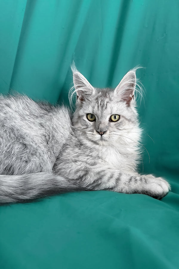 Xiona | Maine Coon Kitten