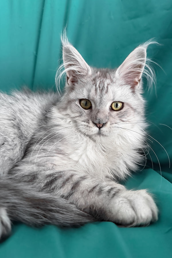Xiona | Maine Coon Kitten
