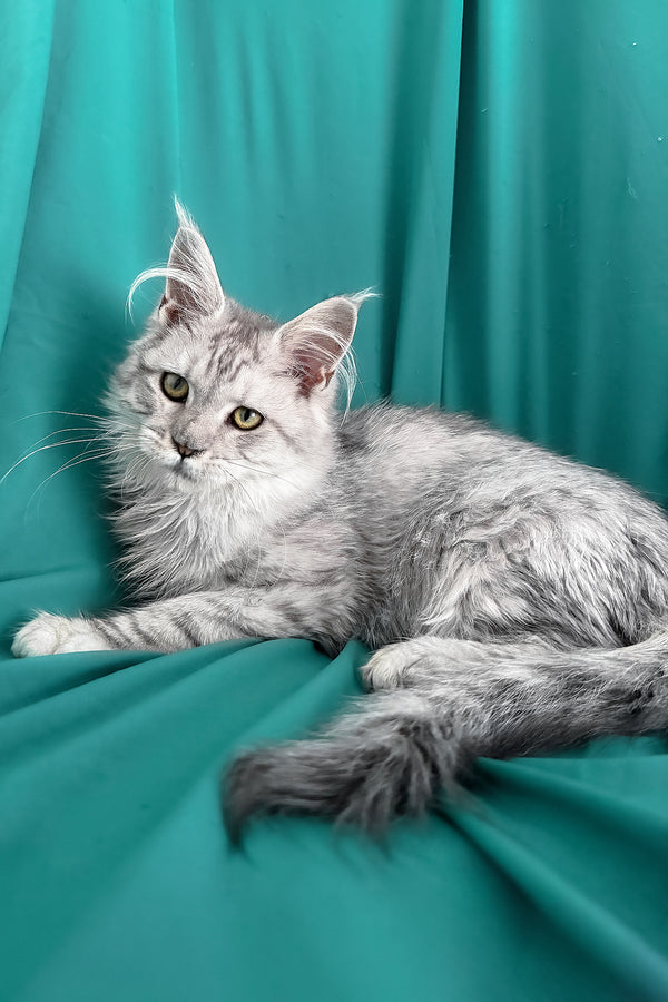 Xiona | Maine Coon Kitten