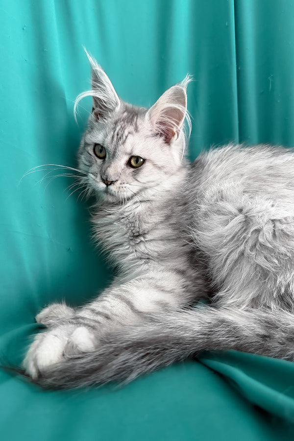 Xiona | Maine Coon Kitten