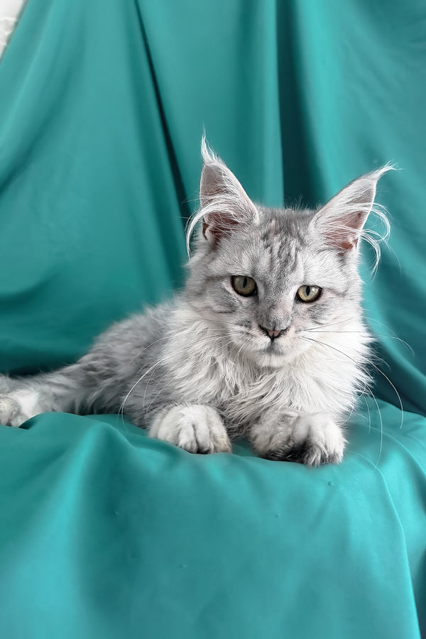 Xiona | Maine Coon Kitten