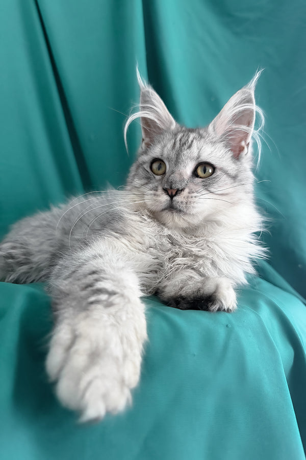 Xiona | Maine Coon Kitten