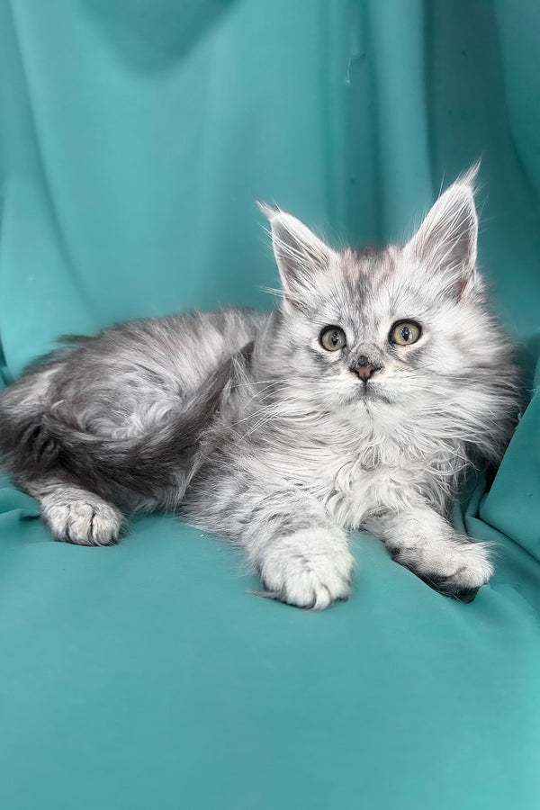 Xiona | Maine Coon Kitten