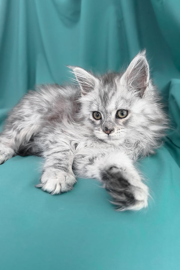 Xiona | Maine Coon Kitten