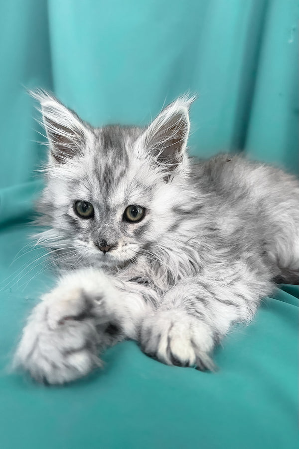 Xiona | Maine Coon Kitten