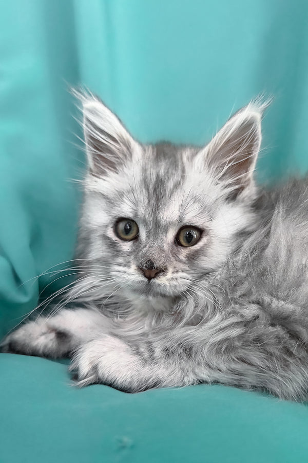 Xiona | Maine Coon Kitten