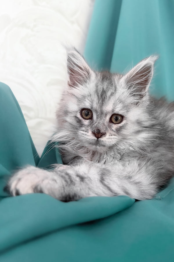 Xiona | Maine Coon Kitten