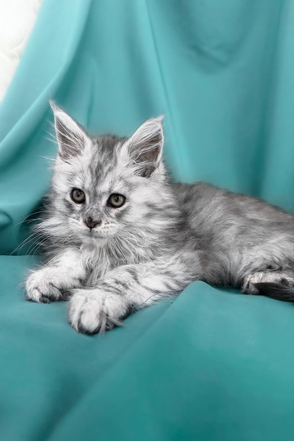 Xiona | Maine Coon Kitten