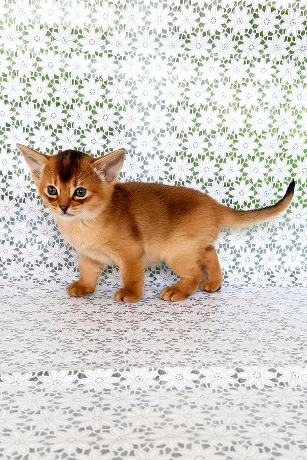 Xola | Abyssinian Kitten