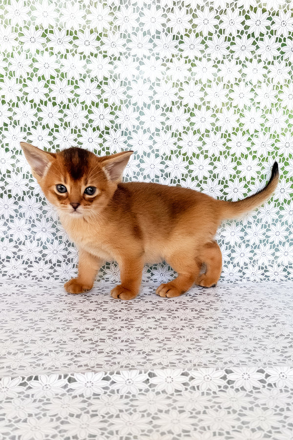 Xola | Abyssinian Kitten