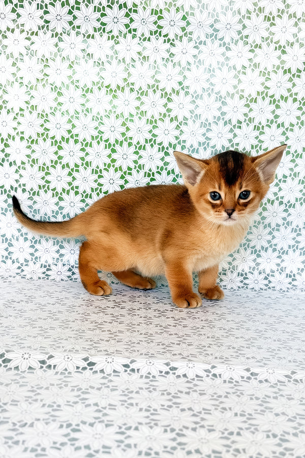 Xola | Abyssinian Kitten