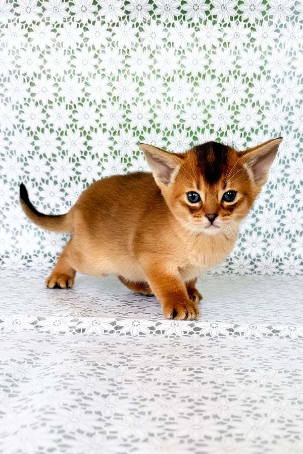 Xola | Abyssinian Kitten