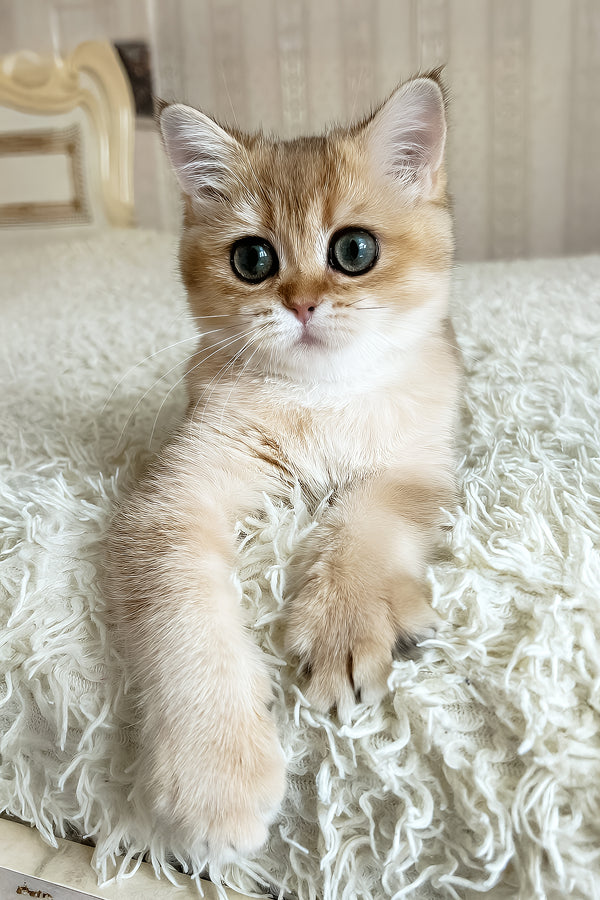 Xusha | British Shorthair Kitten