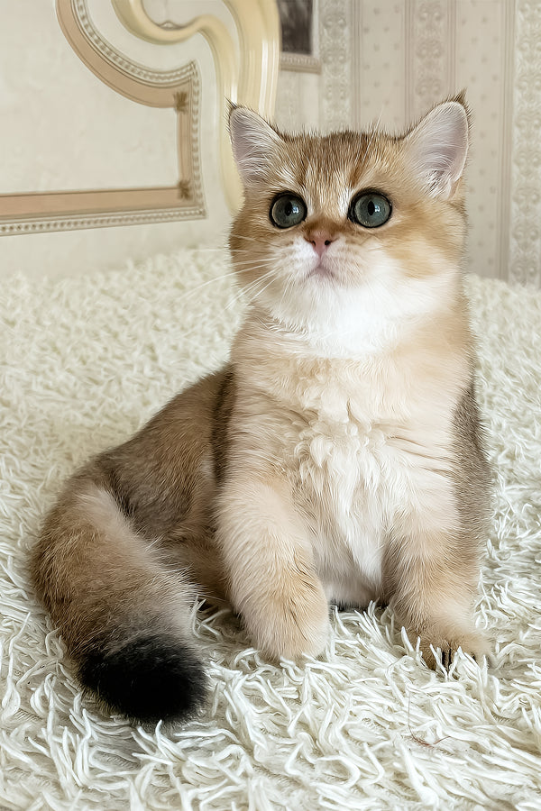 Xusha | British Shorthair Kitten