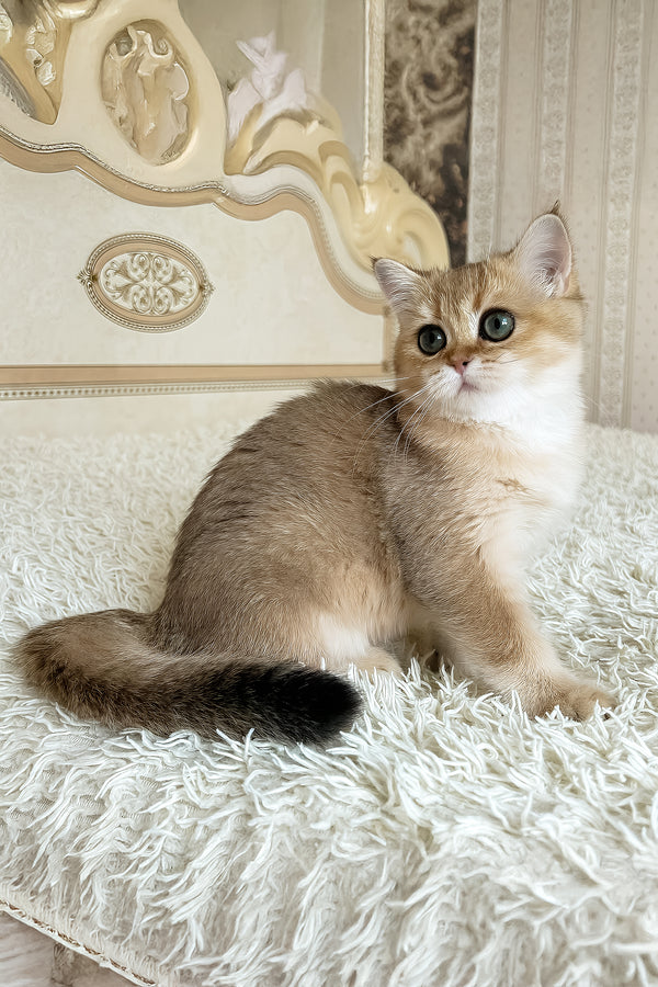 Xusha | British Shorthair Kitten