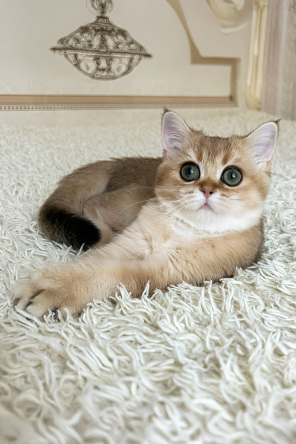 Xusha | British Shorthair Kitten