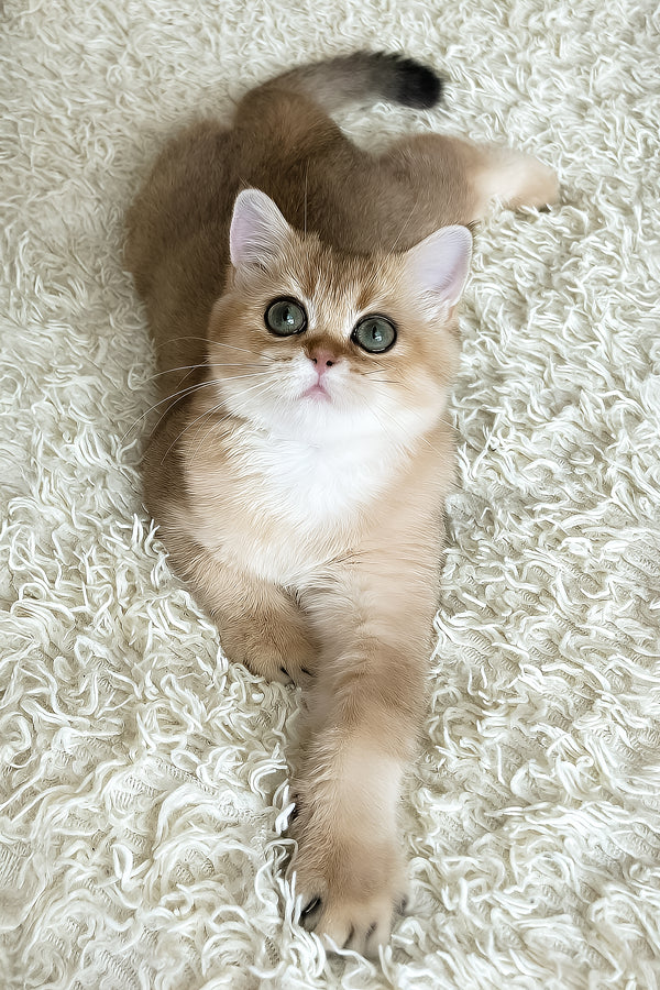 Xusha | British Shorthair Kitten