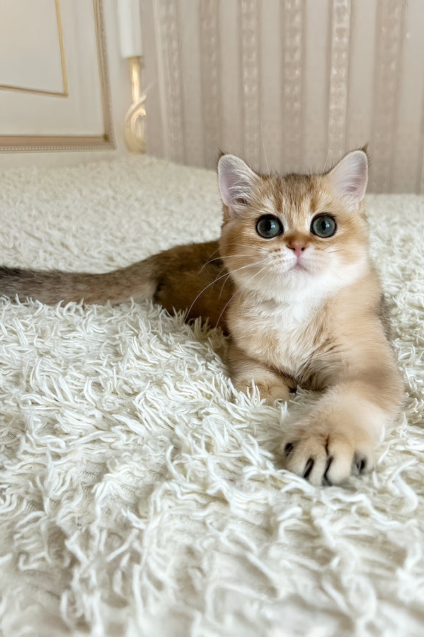 Xusha | British Shorthair Kitten