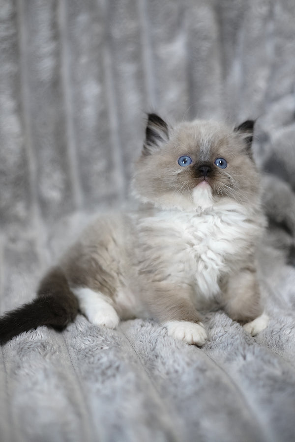 Yager | Ragdoll Kitten