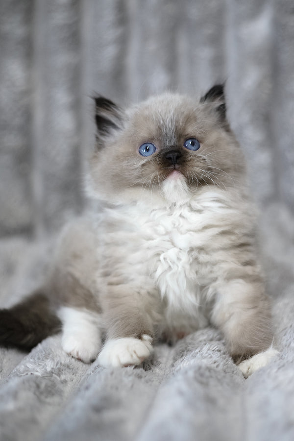 Yager | Ragdoll Kitten