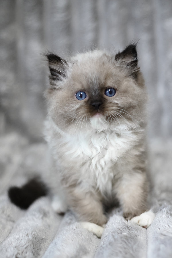 Yager | Ragdoll Kitten