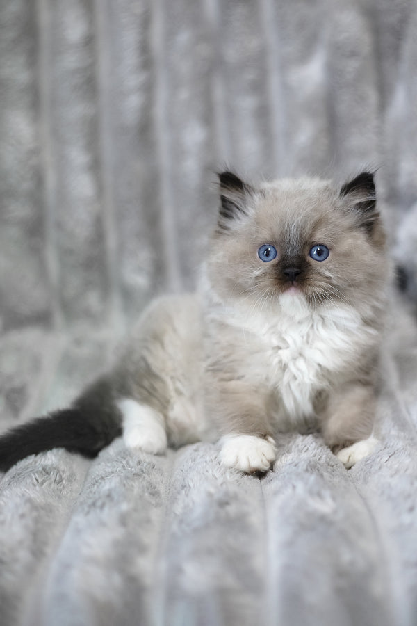 Yager | Ragdoll Kitten