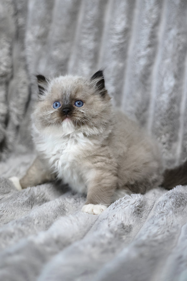 Yager | Ragdoll Kitten