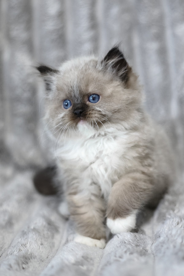 Yager | Ragdoll Kitten