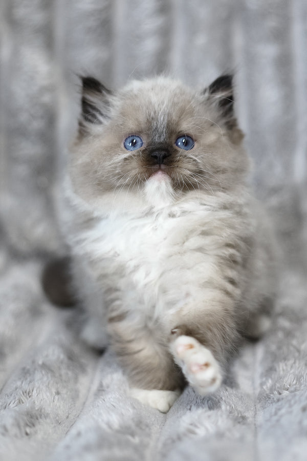 Yager | Ragdoll Kitten