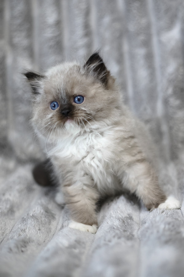 Yager | Ragdoll Kitten