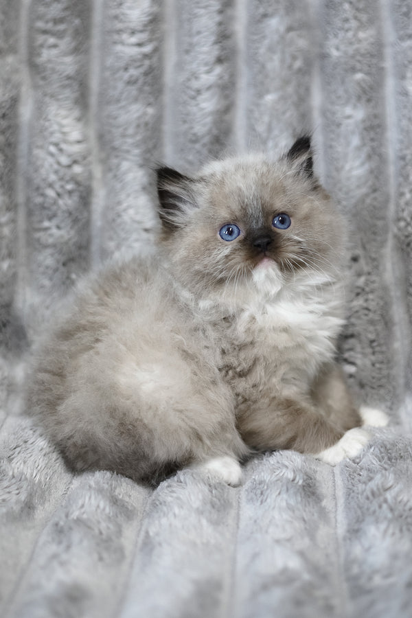 Yager | Ragdoll Kitten
