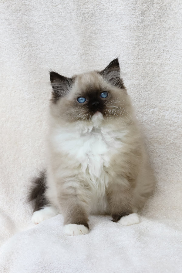 Yager | Ragdoll Kitten